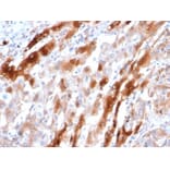 Immunohistochemistry - Anti-Glutamine Synthetase Antibody [GLUL/6604] (A277632) - Antibodies.com