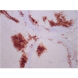 Immunohistochemistry - Anti-Glutamine Synthetase Antibody [GLUL/6599] (A277633) - Antibodies.com