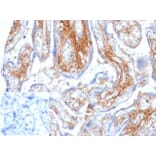Immunohistochemistry - Anti-Decorin Antibody [DCN/6289] (A277635) - Antibodies.com