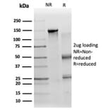 SDS-PAGE - Anti-ZC3H7A Antibody [PCRP-ZC3H7A-1D6] (A277636) - Antibodies.com