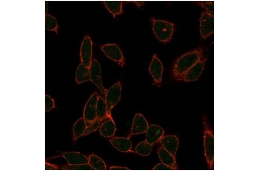 Immunofluorescence - Anti-ZC3H7A Antibody [PCRP-ZC3H7A-1D6] (A277636) - Antibodies.com