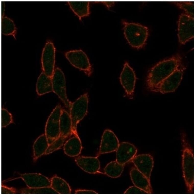 Immunofluorescence - Anti-ZC3H7A Antibody [PCRP-ZC3H7A-1D6] (A277636) - Antibodies.com