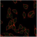 Immunofluorescence - Anti-ZC3H7A Antibody [PCRP-ZC3H7A-1D6] (A277636) - Antibodies.com