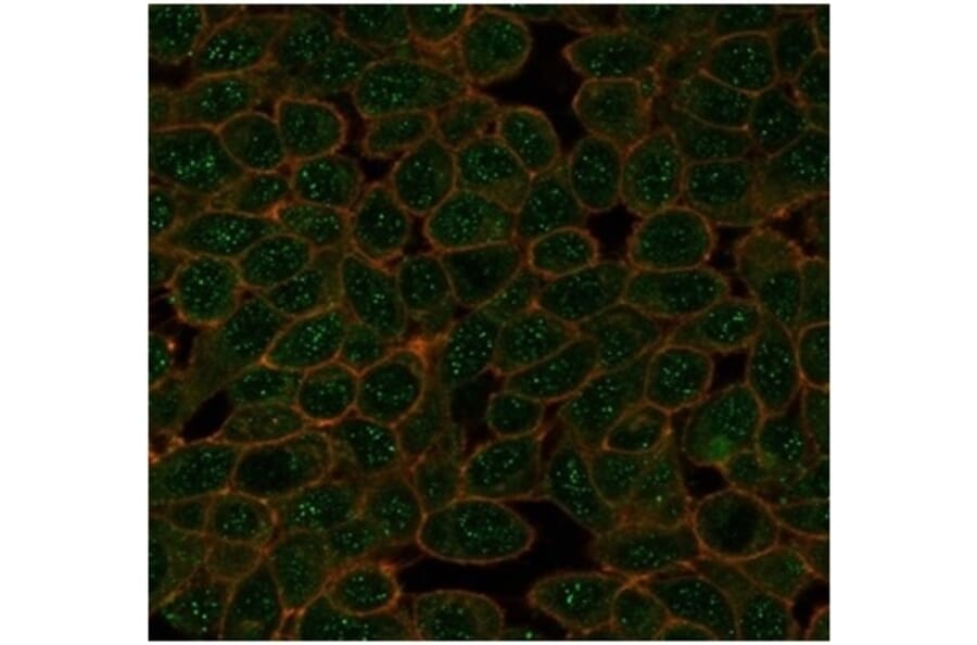 Immunofluorescence - Anti-GTF2A1 Antibody [PCRP-GTF2A1-1F2] (A277637) - Antibodies.com