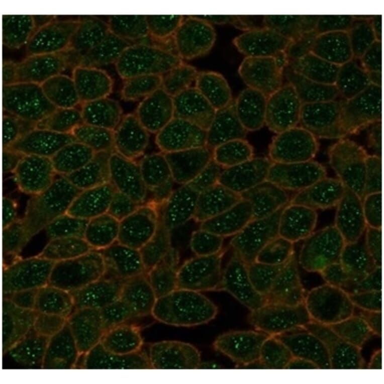 Immunofluorescence - Anti-GTF2A1 Antibody [PCRP-GTF2A1-1F2] (A277637) - Antibodies.com