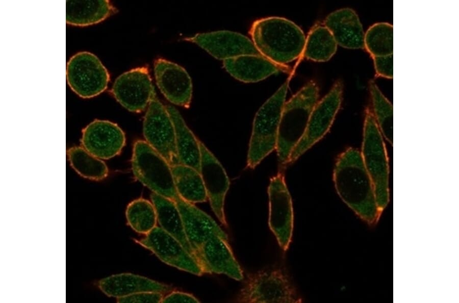 Immunofluorescence - Anti-HDAC1 Antibody [PCRP-HDAC1-1B7] (A277640) - Antibodies.com