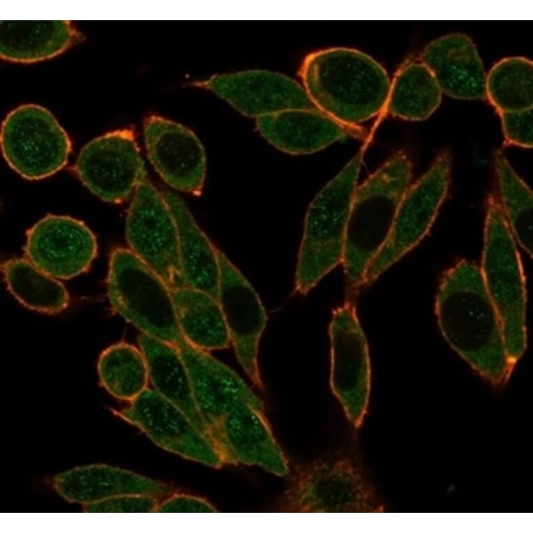 Immunofluorescence - Anti-HDAC1 Antibody [PCRP-HDAC1-1B7] (A277640) - Antibodies.com
