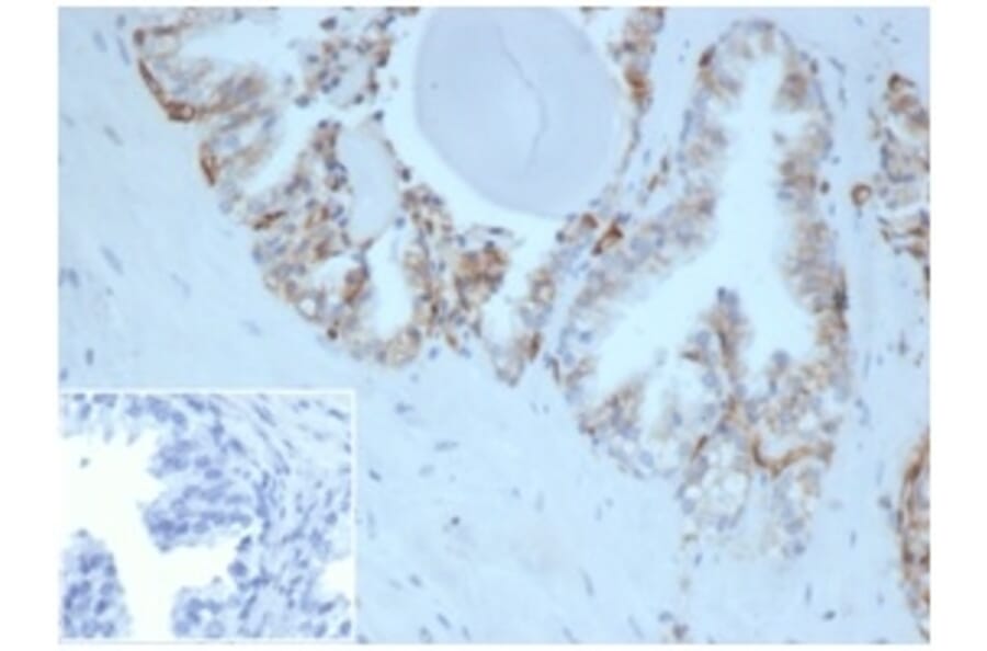 Immunohistochemistry - Anti-HLA G Antibody [HLAG/6686] (A277643) - Antibodies.com