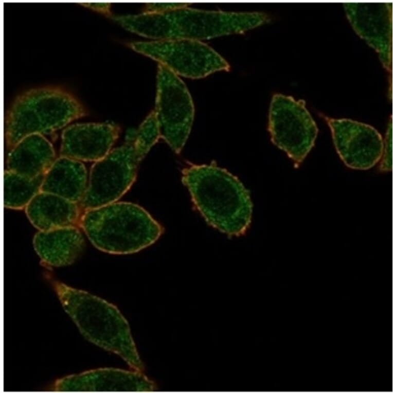 Immunofluorescence - Anti-HOXB2 Antibody [PCRP-HOXB2-1F2] (A277644) - Antibodies.com