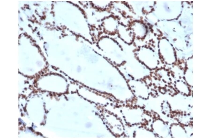 Immunohistochemistry - Anti-HOXB2 Antibody [PCRP-HOXB2-1F2] (A277644) - Antibodies.com