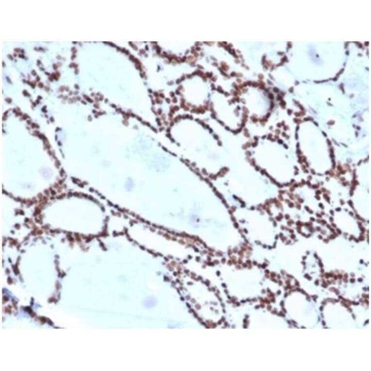 Immunohistochemistry - Anti-HOXB2 Antibody [PCRP-HOXB2-1F2] (A277644) - Antibodies.com