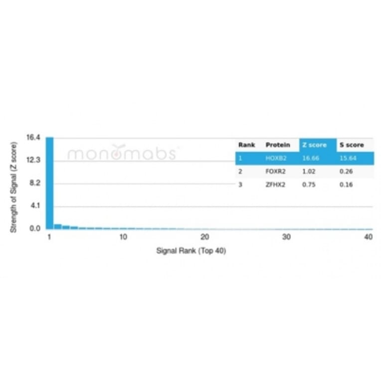 Protein Array - Anti-HOXB2 Antibody [PCRP-HOXB2-1F2] (A277644) - Antibodies.com