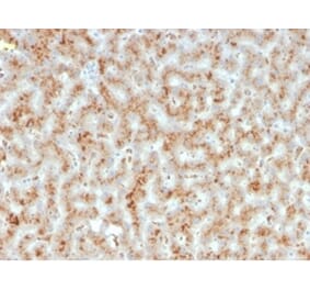 Immunohistochemistry - Anti-Haptoglobin Antibody [HP/3835] (A277646) - Antibodies.com