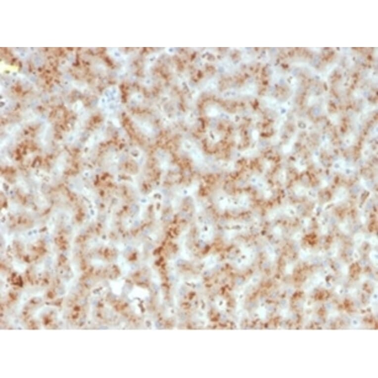 Immunohistochemistry - Anti-Haptoglobin Antibody [HP/3835] (A277646) - Antibodies.com