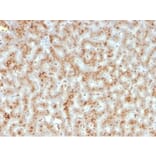 Immunohistochemistry - Anti-Haptoglobin Antibody [HP/3835] (A277646) - Antibodies.com