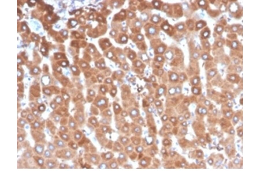 Immunohistochemistry - Anti-Haptoglobin Antibody [HP/3837] (A277647) - Antibodies.com