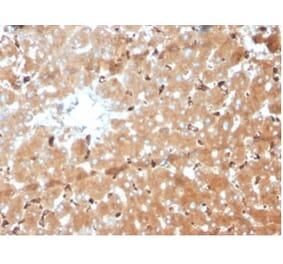 Immunohistochemistry - Anti-Haptoglobin Antibody [HP/3839] (A277648) - Antibodies.com