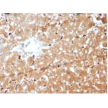 Immunohistochemistry - Anti-Haptoglobin Antibody [HP/3839] (A277648) - Antibodies.com