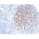 Immunohistochemistry - Anti-Interferon alpha 1 Antibody [IFNA/6689] (A277653) - Antibodies.com