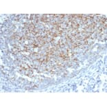 Immunohistochemistry - Anti-Interferon alpha 1 Antibody [IFNA/6689] (A277653) - Antibodies.com