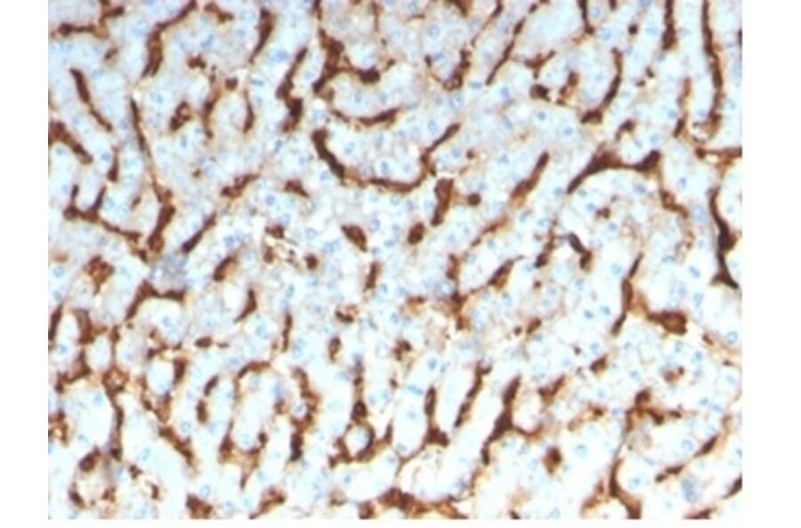 Immunohistochemistry - Anti-Apolipoprotein D Antibody [APOD/3413] (A277654) - Antibodies.com