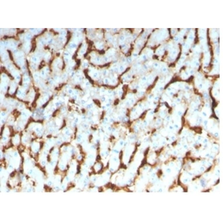 Immunohistochemistry - Anti-Apolipoprotein D Antibody [APOD/3413] (A277654) - Antibodies.com