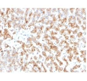 Immunohistochemistry - Anti-Apolipoprotein D Antibody [APOD/3415] (A277655) - Antibodies.com