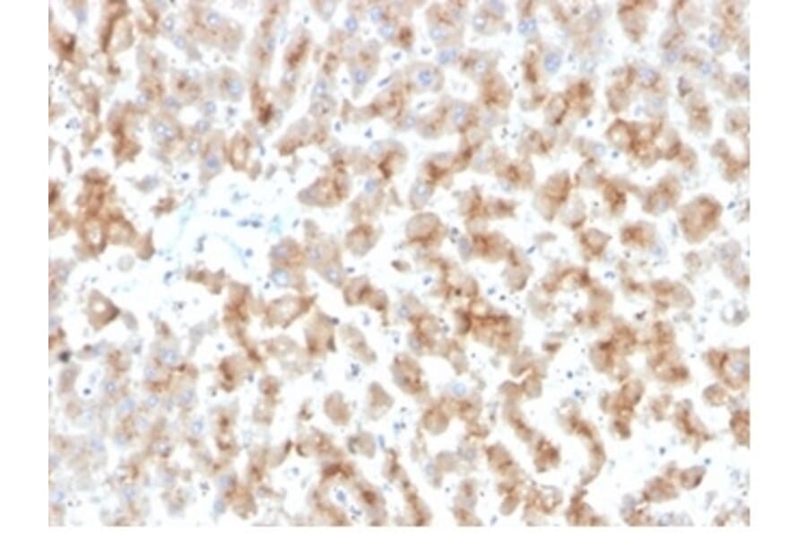 Immunohistochemistry - Anti-Apolipoprotein D Antibody [APOD/3415] (A277655) - Antibodies.com