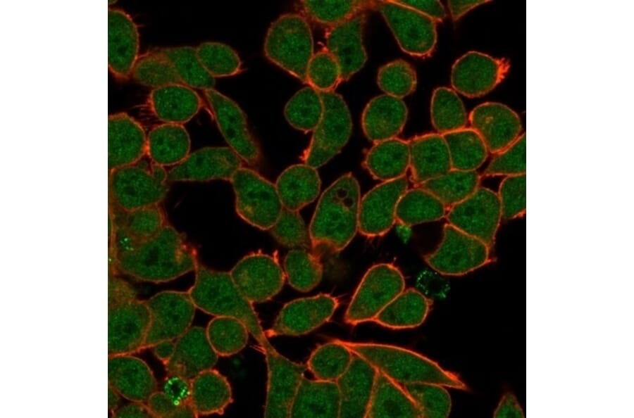 Immunofluorescence - Anti-ZNF81 Antibody [PCRP-ZNF81-2C7] (A277656) - Antibodies.com