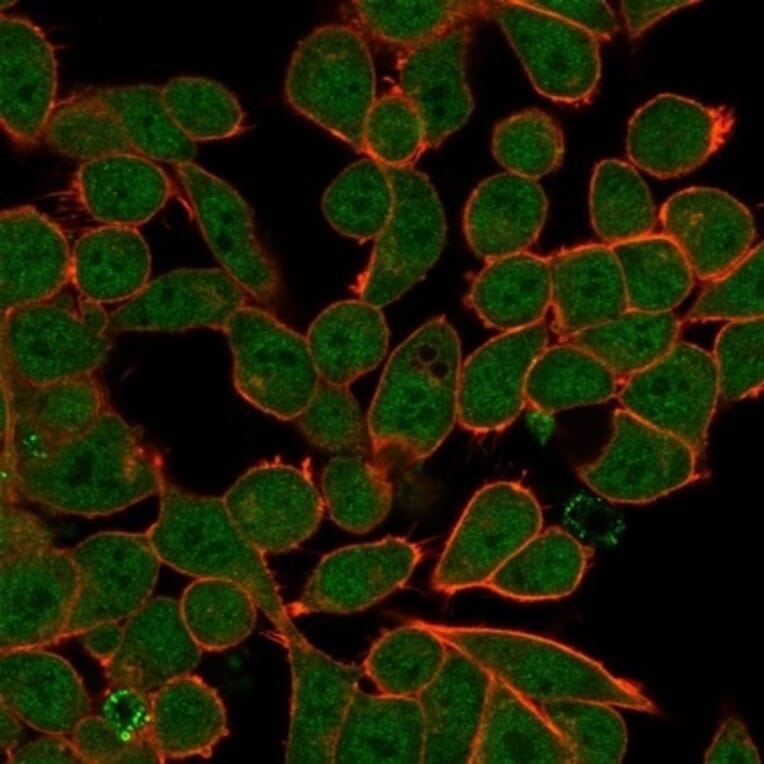 Immunofluorescence - Anti-ZNF81 Antibody [PCRP-ZNF81-2C7] (A277656) - Antibodies.com