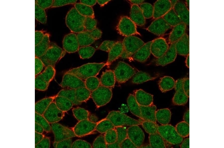 Immunofluorescence - Anti-ZNF81 Antibody [PCRP-ZNF81-2G2] (A277657) - Antibodies.com