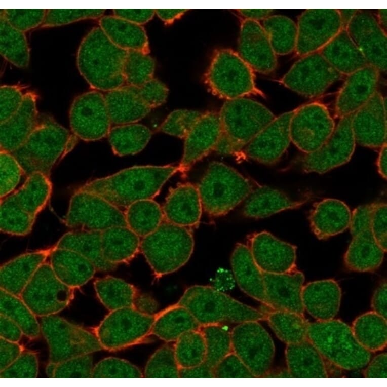 Immunofluorescence - Anti-ZNF81 Antibody [PCRP-ZNF81-2G2] (A277657) - Antibodies.com