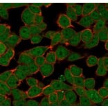 Immunofluorescence - Anti-ZNF81 Antibody [PCRP-ZNF81-2G2] (A277657) - Antibodies.com