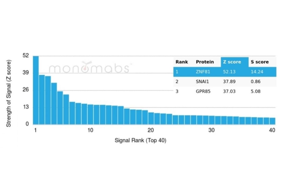 Protein Array - Anti-ZNF81 Antibody [PCRP-ZNF81-2G2] (A277657) - Antibodies.com