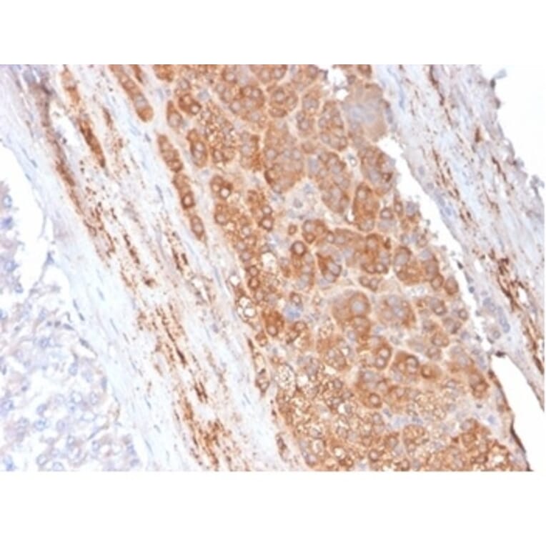 Immunohistochemistry - Anti-Apolipoprotein E Antibody [APOE/3671] (A277658) - Antibodies.com