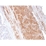 Immunohistochemistry - Anti-Apolipoprotein E Antibody [APOE/3671] (A277658) - Antibodies.com