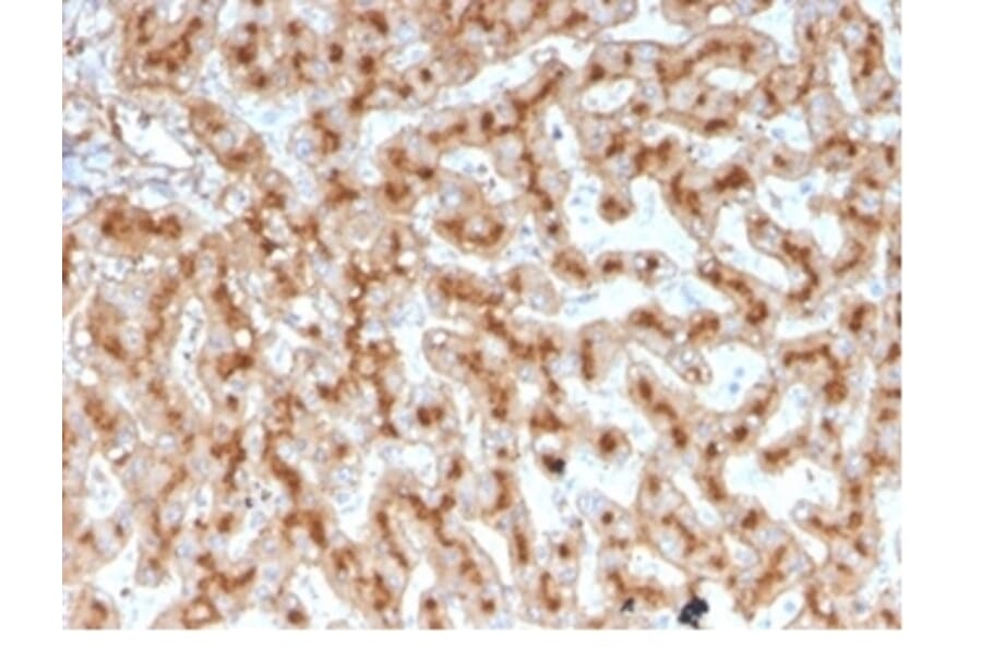 Immunohistochemistry - Anti-Apolipoprotein E Antibody [APOE/3671] (A277658) - Antibodies.com
