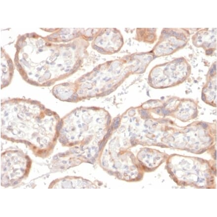 Immunohistochemistry - Anti-IGFBP3 Antibody [IGFBP3/3517] (A277661) - Antibodies.com