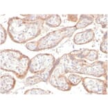 Immunohistochemistry - Anti-IGFBP3 Antibody [IGFBP3/3517] (A277661) - Antibodies.com
