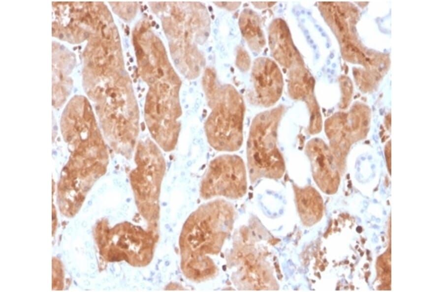 Immunohistochemistry - Anti-IL-2 Antibody [IL2/3950] (A277666) - Antibodies.com