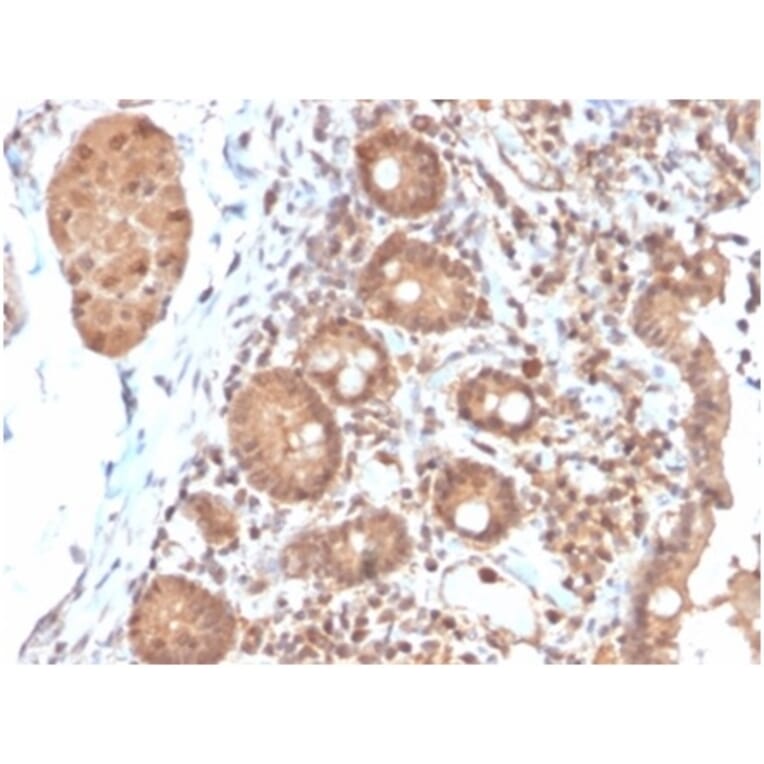 Immunohistochemistry - Anti-IL-3 Antibody [IL3/4004] (A277669) - Antibodies.com