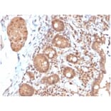 Immunohistochemistry - Anti-IL-3 Antibody [IL3/4004] (A277669) - Antibodies.com