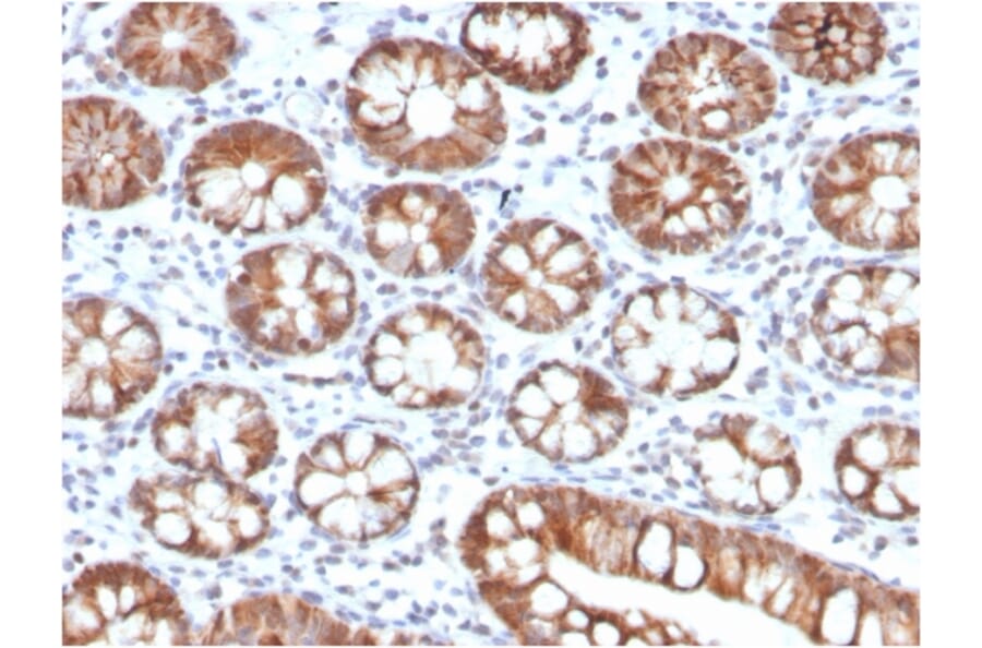 Immunohistochemistry - Anti-IL-3 Antibody [IL3/4005] (A277670) - Antibodies.com