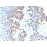 Immunohistochemistry - Anti-IL-7 Antibody [IL7/4013] (A277674) - Antibodies.com