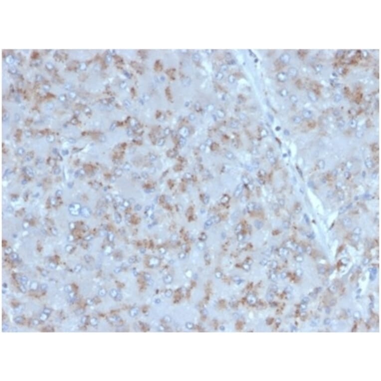 Immunohistochemistry - Anti-IL-15 Antibody [IL15/4353] (A277675) - Antibodies.com