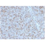 Immunohistochemistry - Anti-IL-15 Antibody [IL15/4353] (A277675) - Antibodies.com