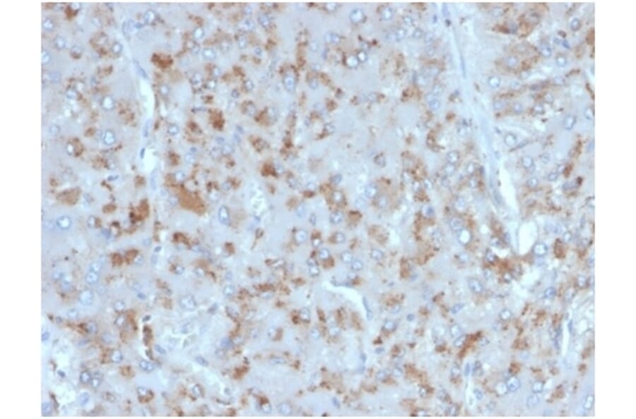 Immunohistochemistry - Anti-IL-15 Antibody [IL15/4354] (A277676) - Antibodies.com