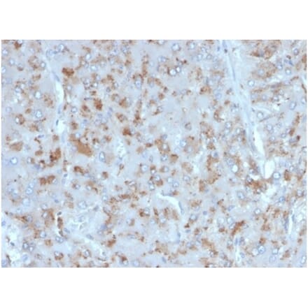 Immunohistochemistry - Anti-IL-15 Antibody [IL15/4354] (A277676) - Antibodies.com