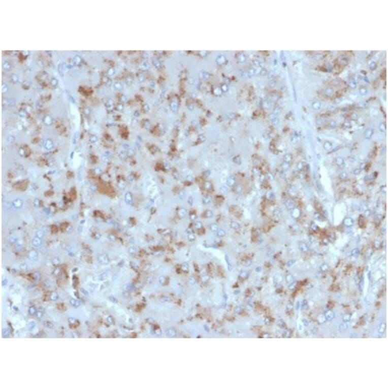 Immunohistochemistry - Anti-IL-15 Antibody [IL15/4354] (A277676) - Antibodies.com