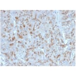 Immunohistochemistry - Anti-IL-15 Antibody [IL15/4354] (A277676) - Antibodies.com